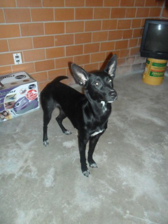 SOMBRA... HEMBRA DE 1 AÑO DE EDAD... TALLA MEDIANA