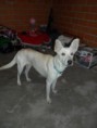 /album/perros-y-gatos-en-adopcion/a10390028-1654789748099619-5144207880882481256-n-jpg/