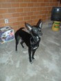 /album/perros-y-gatos-en-adopcion/a1896945-1654789088099685-4936111049767070099-n-jpg/