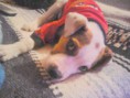 /album/perros-y-gatos-adoptados/a11084201-1416274382009981-6332156180998171824-o-jpg/
